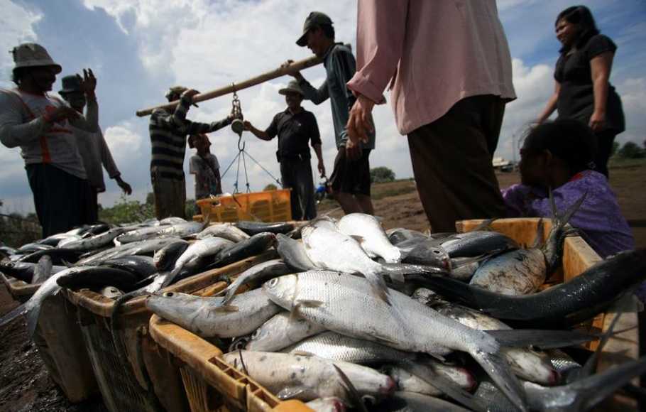 Ikan Bandeng Segar